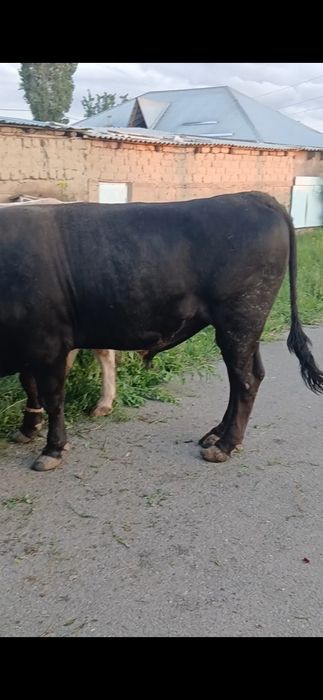 Бука сатылады 2 жасар