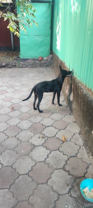 Отдам собаку в хорошие руки
