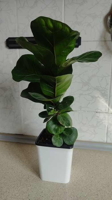 Фикус лирата комнатное растения