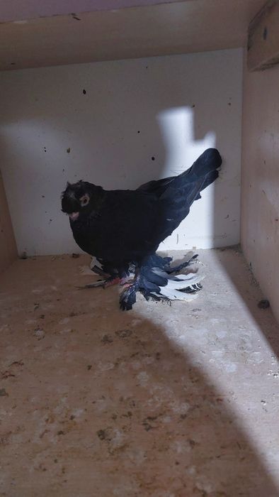 Кептер. Голуби. Красный. Соч. Белый.