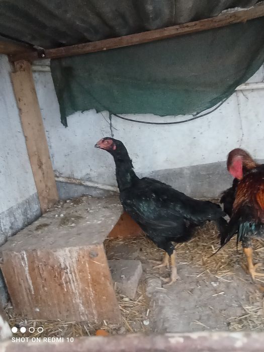 Dakan tovu yirik juda  1 tullak