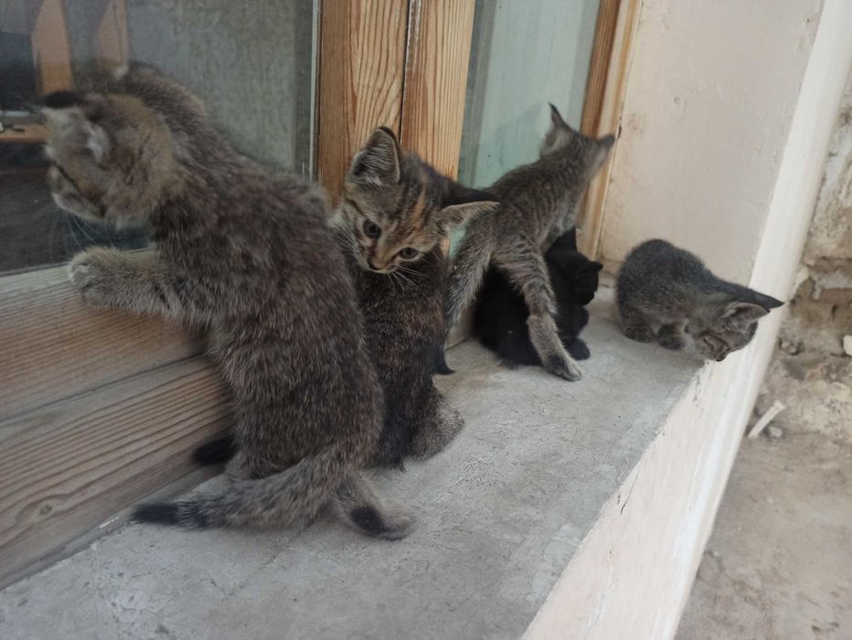 Ласковый домашние котята