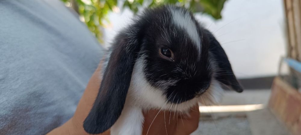 Карликовый баран (декоративные кролики)