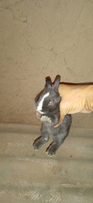 Quyonchalar sotiladi