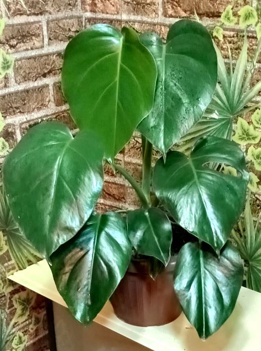 Продам. Монстера.