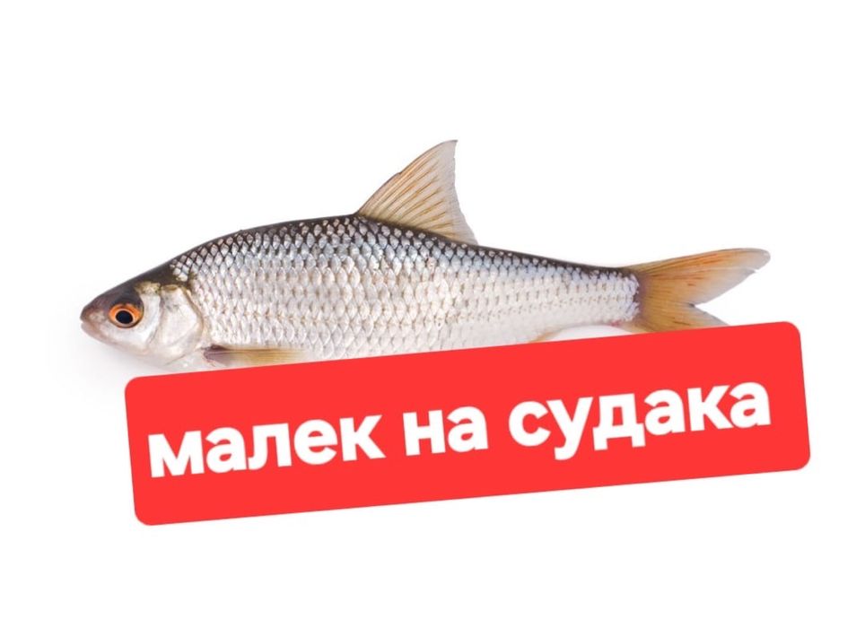 Живец на судака Прихан