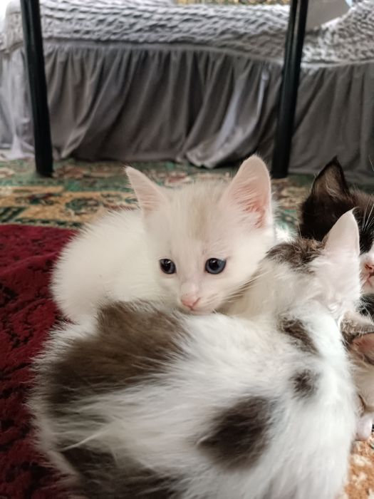 Xotin jinsiy aloqa xotini guruh cuckold aldash