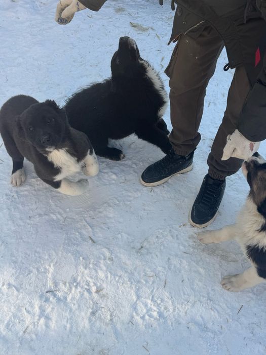 Продаю щенков САО (алабай)