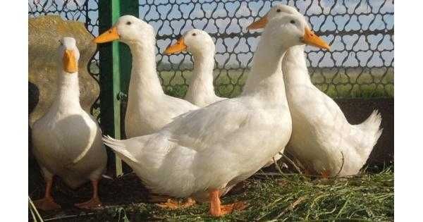 Продам Утка стар 53