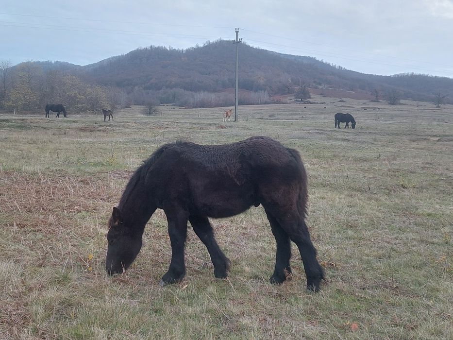 Se vand manji negri de 6 luni