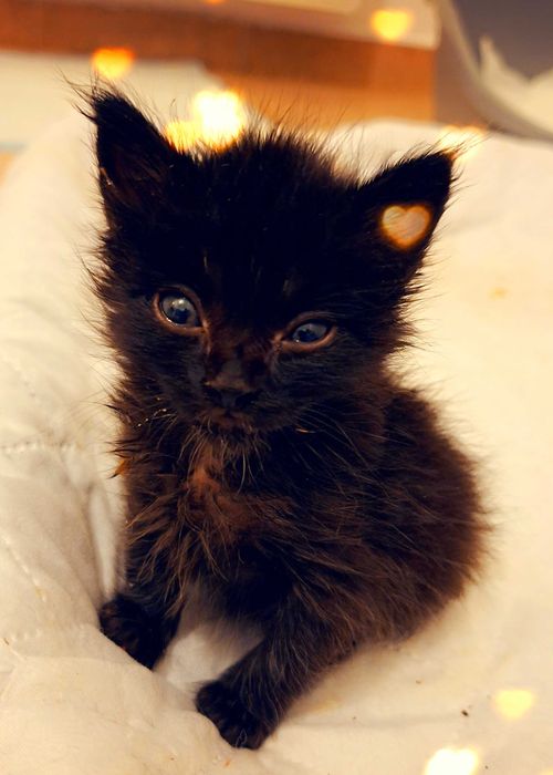 Adoptie pui de pisica negrii si pufosi Bujoreii
