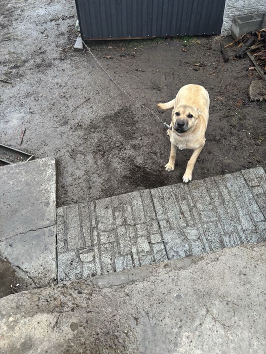 Отдам собаку 5 месяцев в хорошие руки есть паспорт все прививки ,
