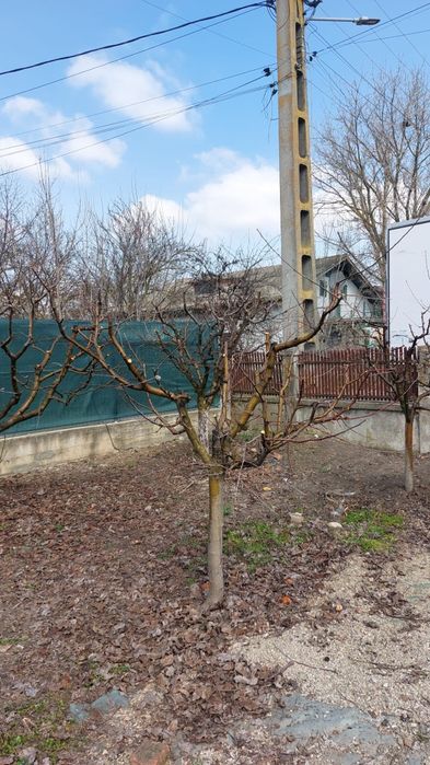 Taieri pomi fructiferi