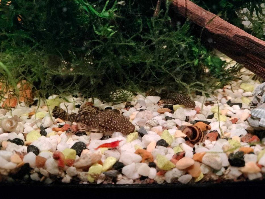 Ancitrus, sanitar acvariu