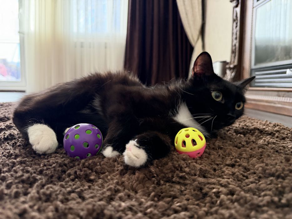 Дарю кошечку.