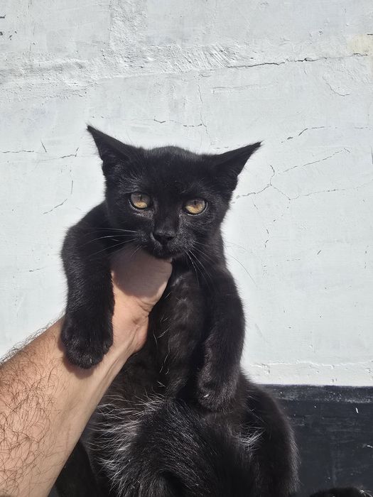 Отдам котят в хорошие руки.