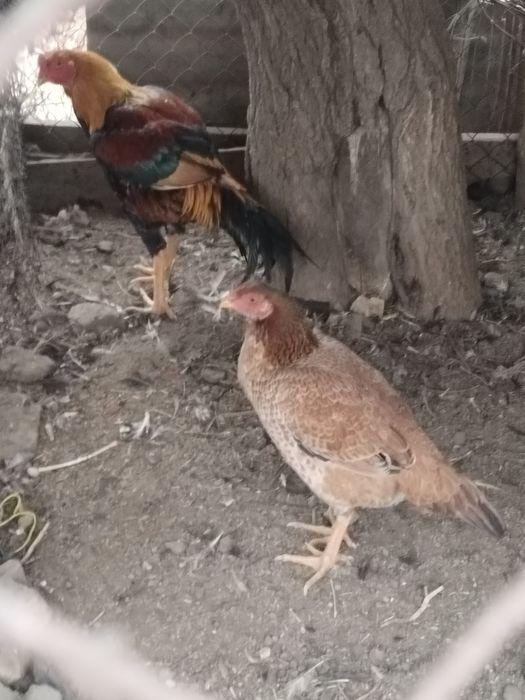 Продаётся Дакан и дакниха