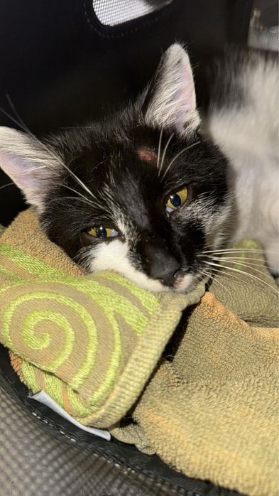 Donez pisica mascul 7-8 luni Bucuresti, Ilfov sau Constanta