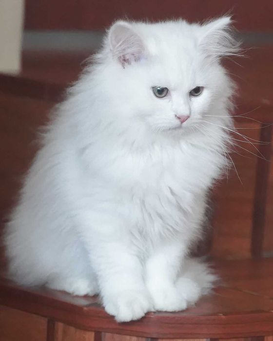 Pisica Siberiana - Felisa Autorizata