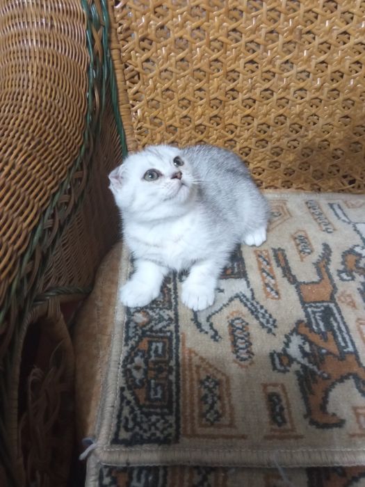 Шикарные вислоухие котята