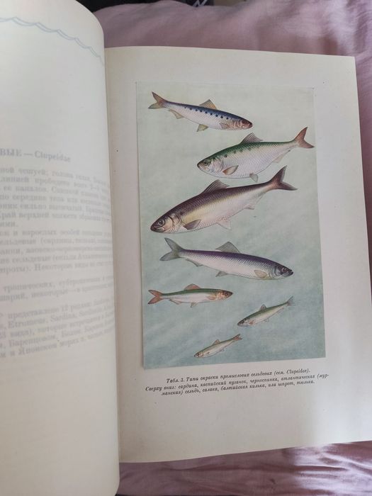 Книга Промысловые рыбы СССР.1949 г