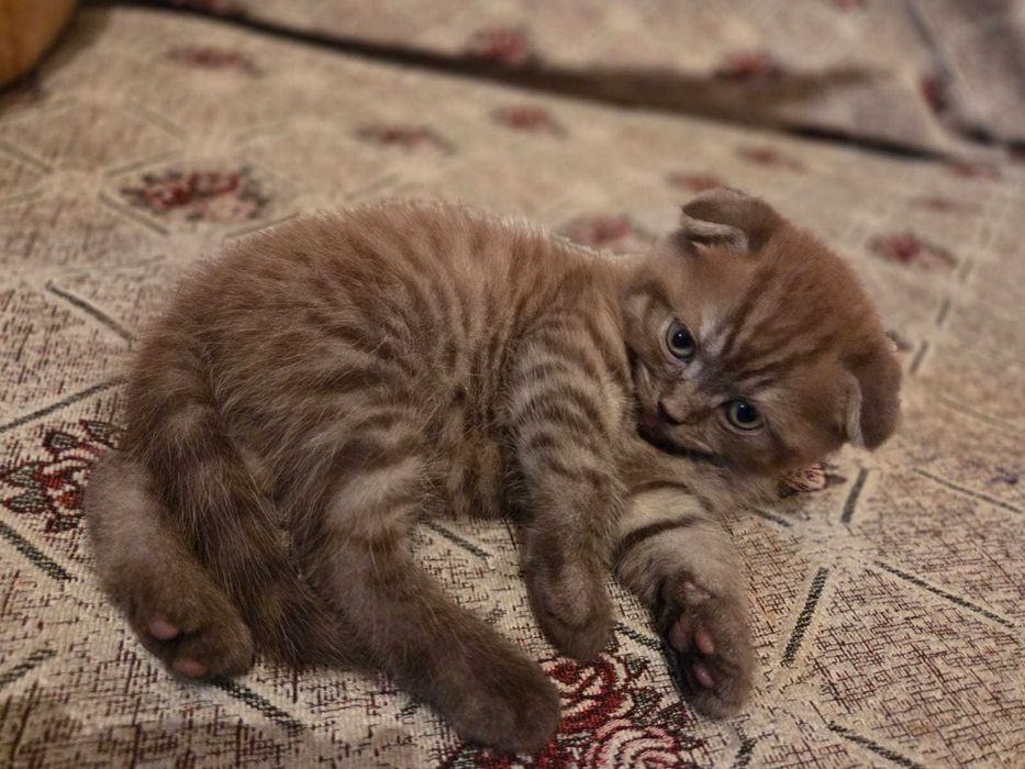 Шотландские вислоухий