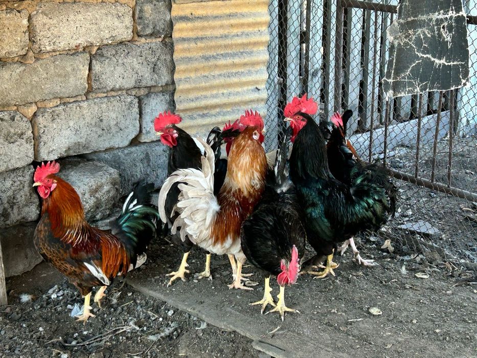 Петухи домашние молодые