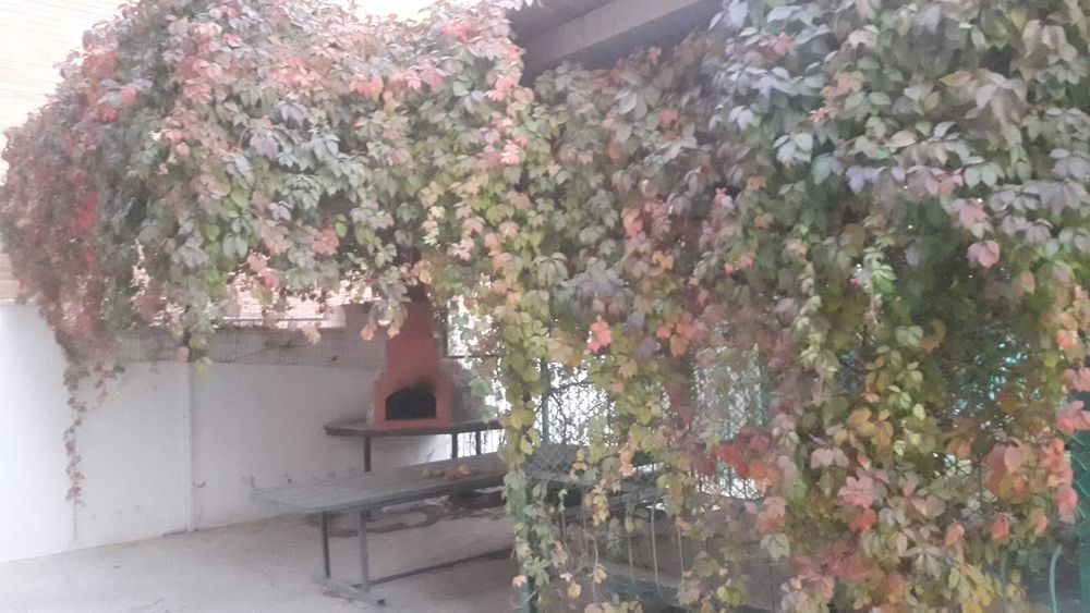 Девичий виноград декоративный