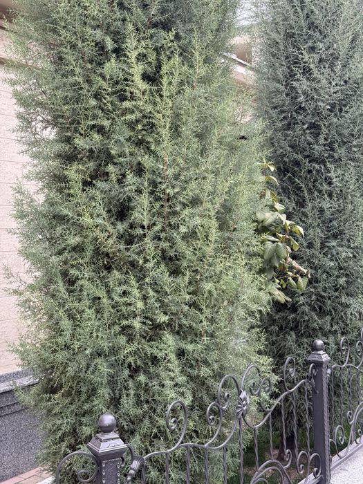 Продается кипарис, ёлка