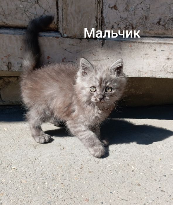 Котята от кошки-мышеловки