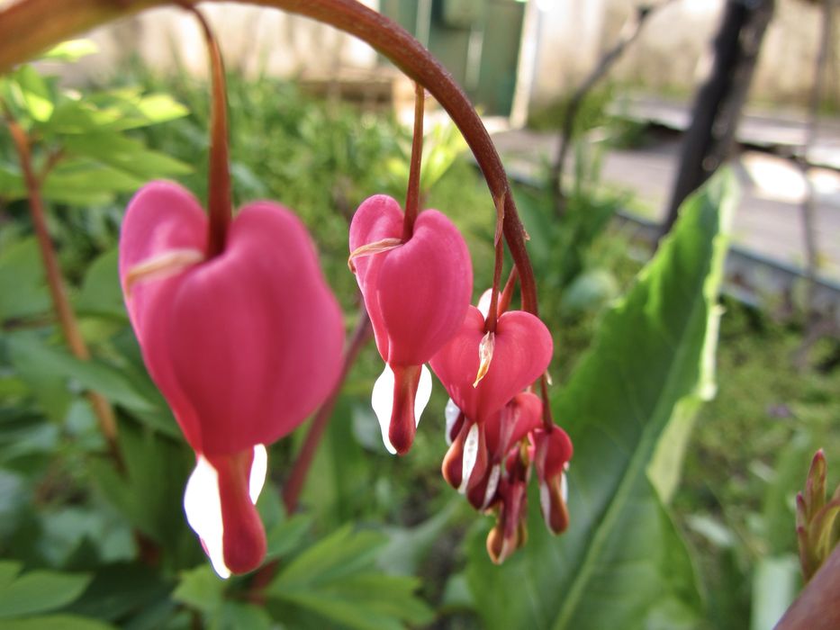 Canon PowerShot SX 220 HS