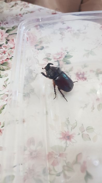 Жук  насарог  для  тирариума