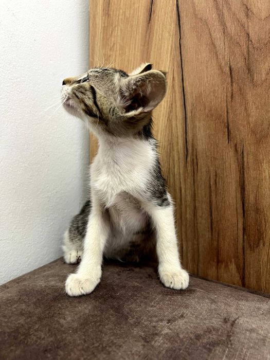 Adoptie: pisoi motanei de 3.5 luni, foarte iubitori, obisnuiti la litiera