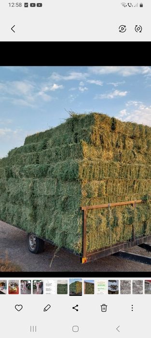 Baloti de lucerna de vânzare