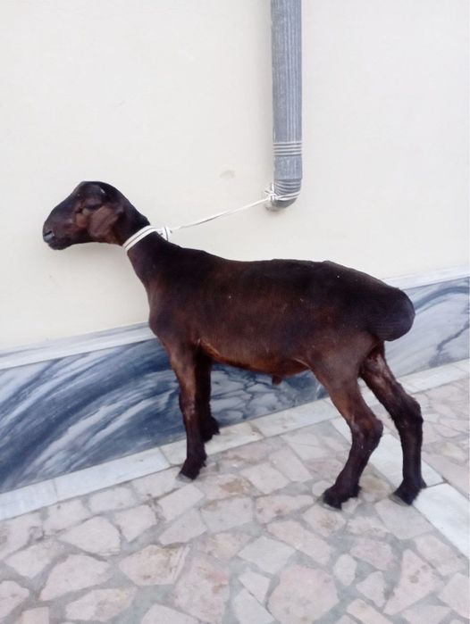 Qo’chqorcha sotiladi