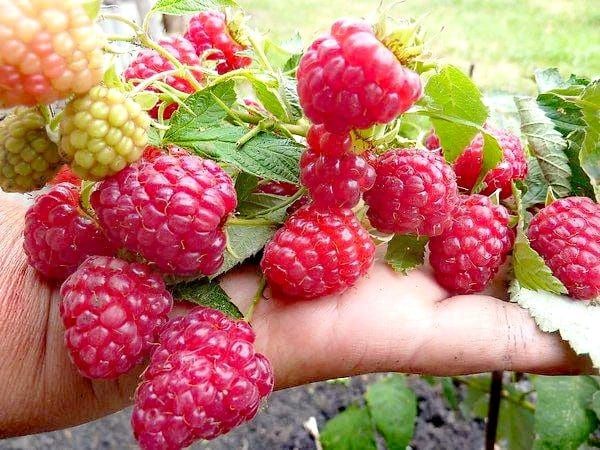 Продам саженцы малины
