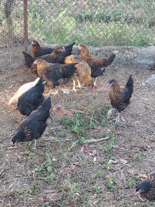 Пилета,кокошки ,яйца