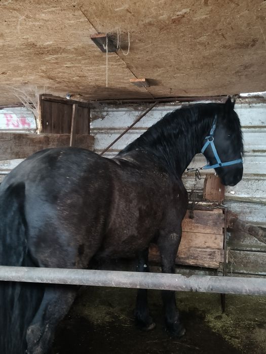 Armăsar metiși de frizian