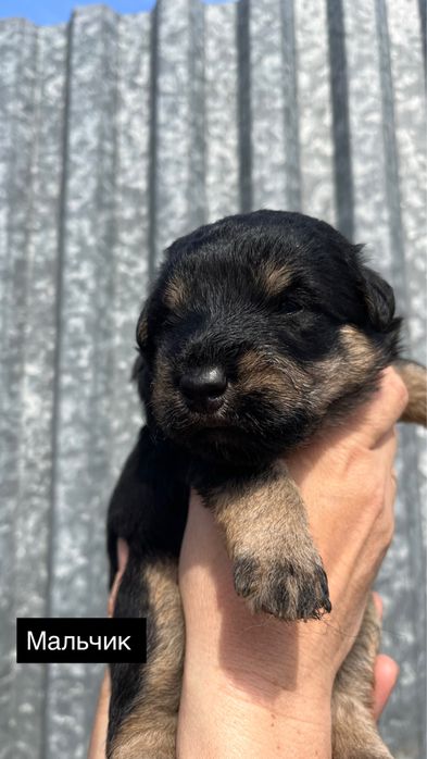 Продам щенков ягдтерьер