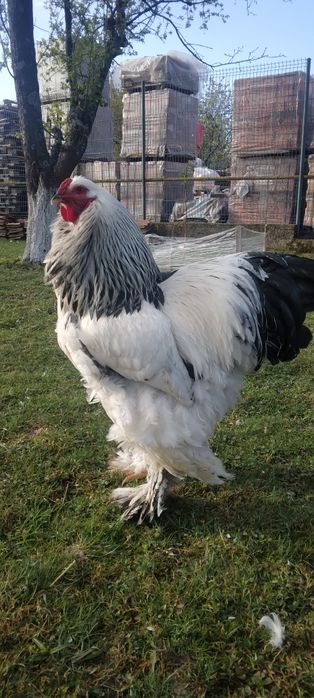 Vand pui de Brahma HD/Australorp