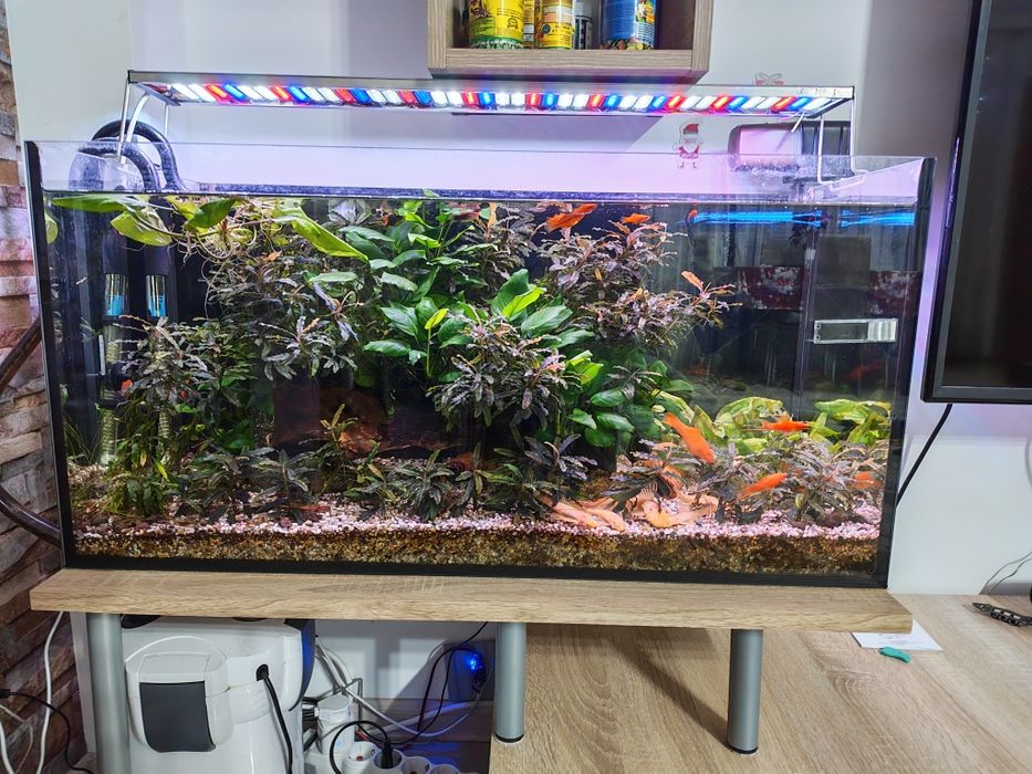 Acvariu complet 110L – matur 2 ani – Xipho & Ancistrus albino – Bucure