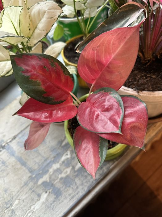 Комнатные цветы домашние