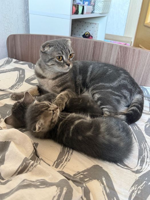 Шотландские котята