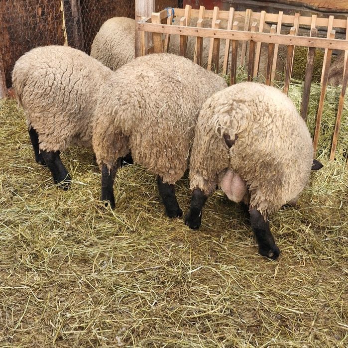 Oii suffolk din parinti de calitate. Gestante au stat cu berbecul. Oferta ,daca se ia tot lotul pretul este de 500euro bucata.