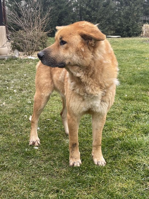 Spike oferit spre adoptie