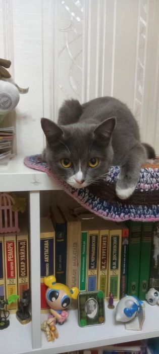 Продам кошку британка