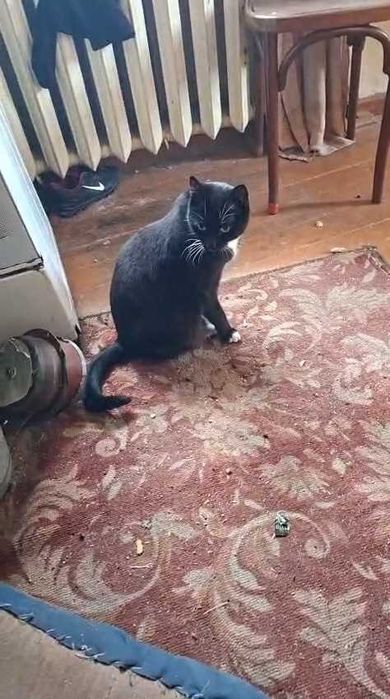 Коту нужен дом! Срочно!