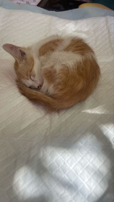 котёнок(мальчик)