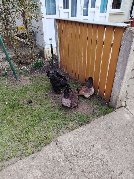 Brahma familie de anul trecut