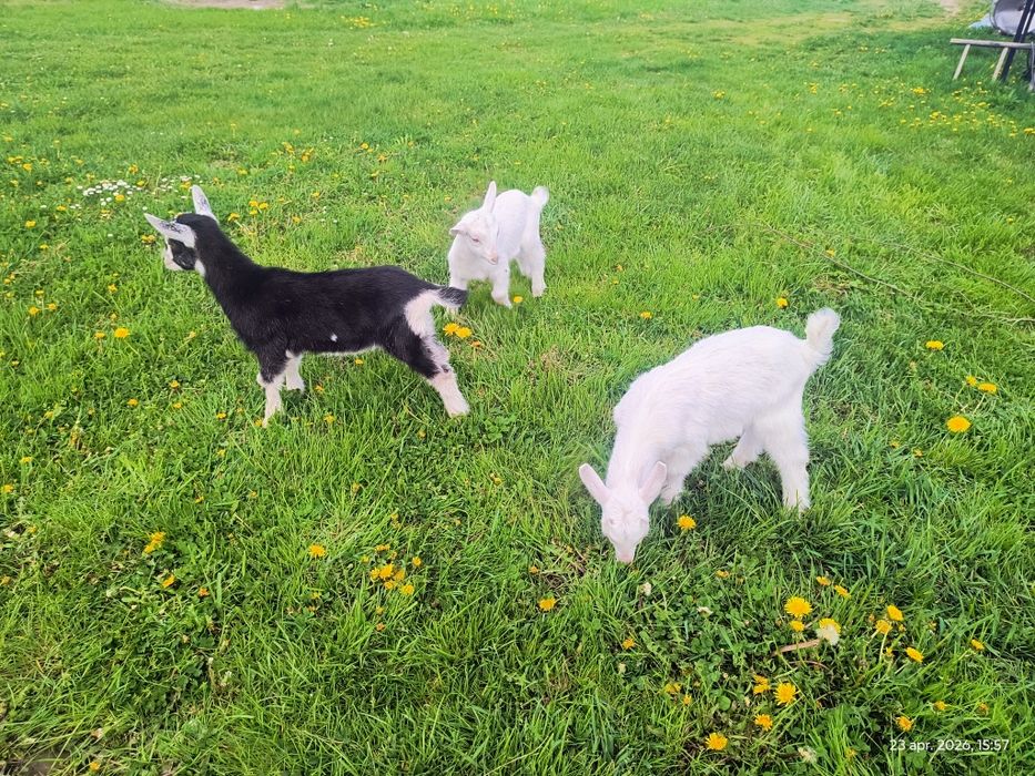 Vând ieduțe saanen